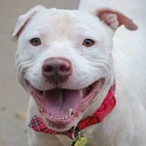 Meet your Posher, Anne